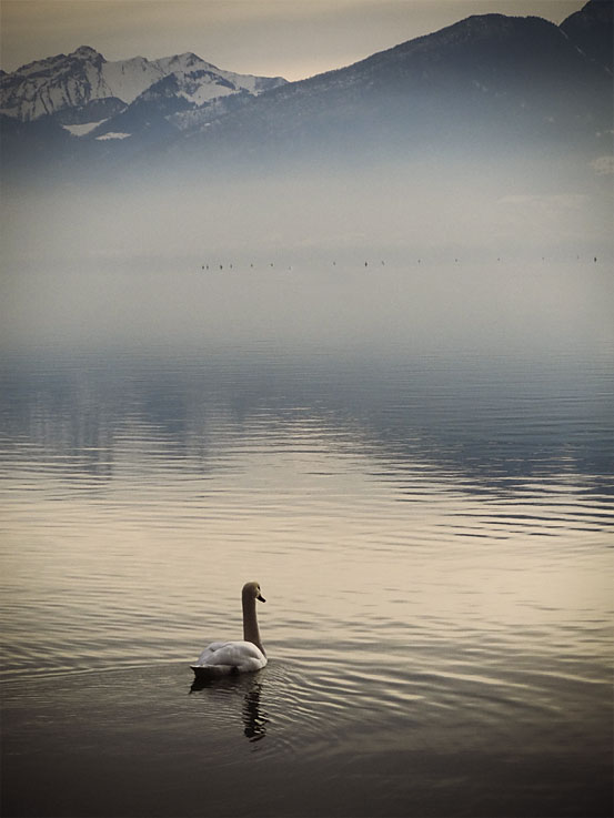 Un cygne sur la lac d'Annecy